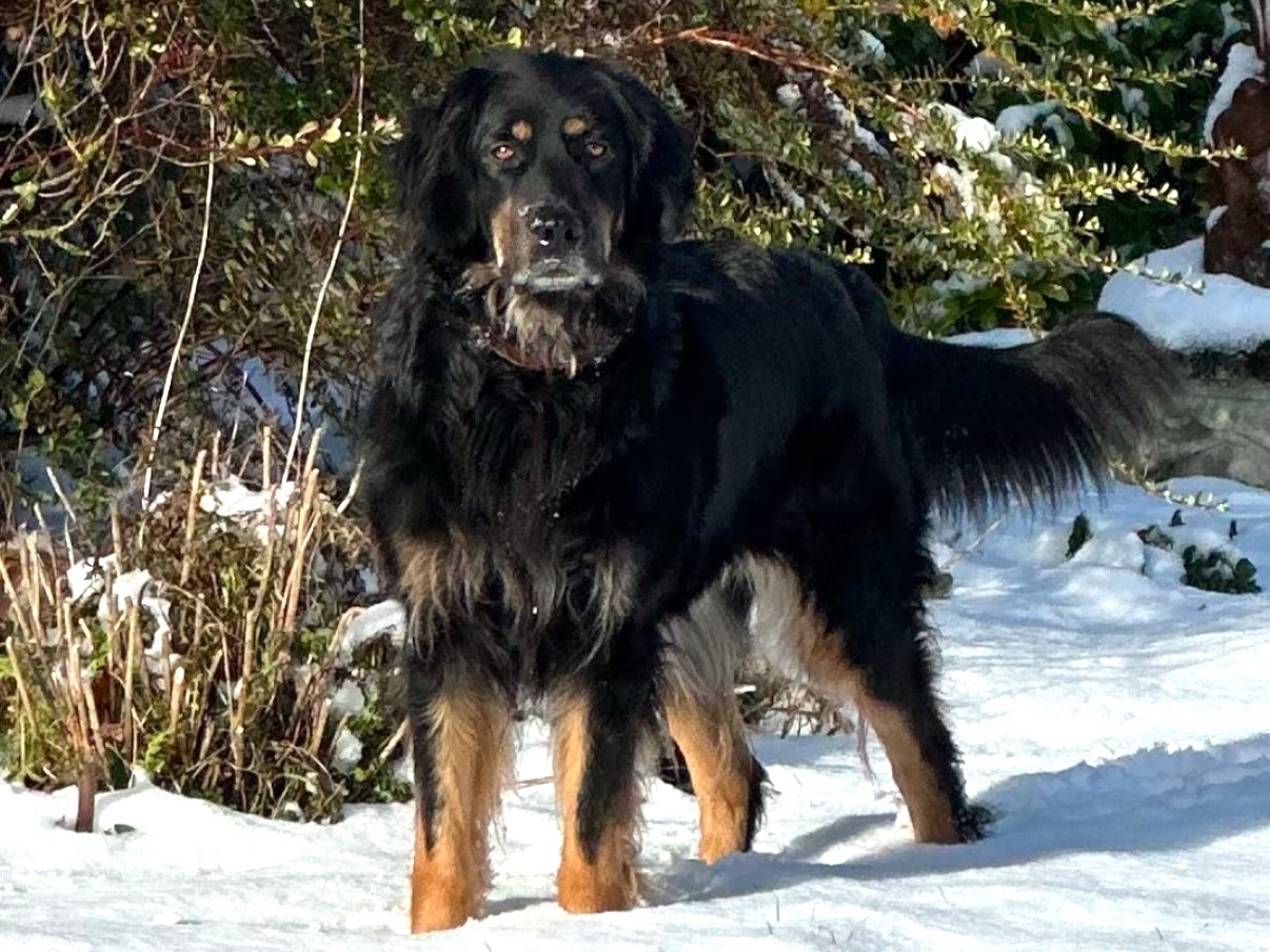 Saphir du Chant du Jardin