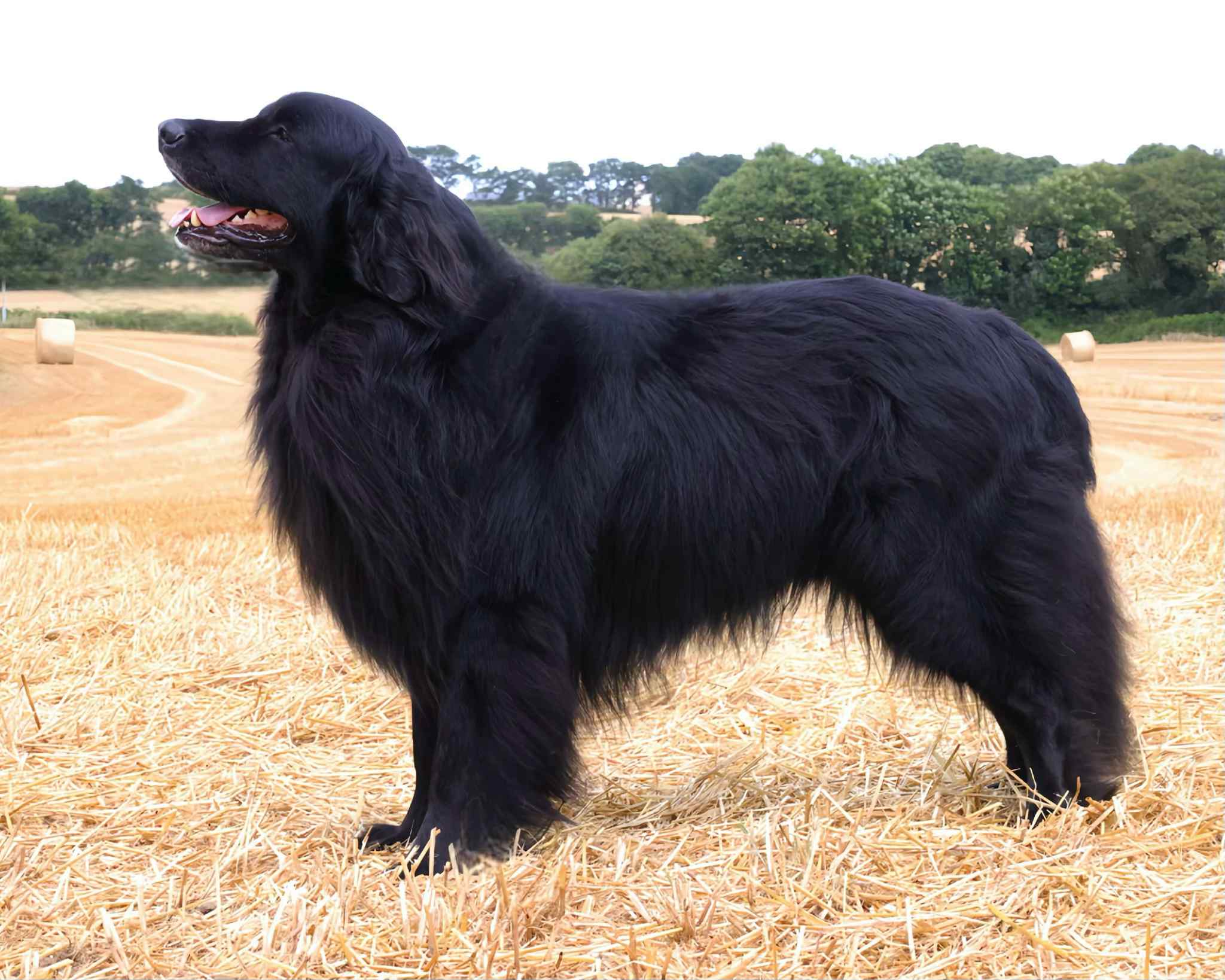 Bruno Z Divoke Tresnovky (dit « Hunter »)