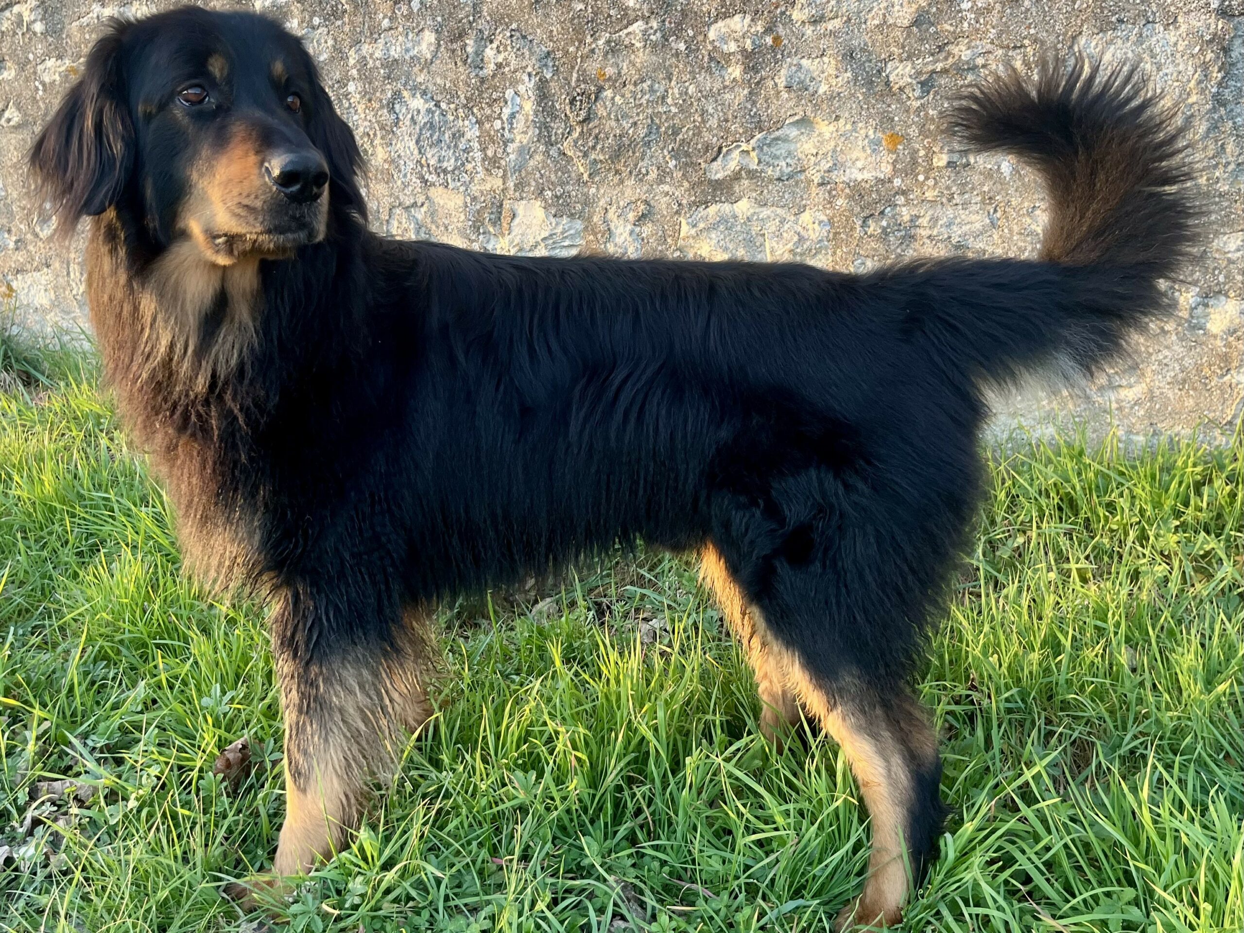 Pepper des Landes de Kerloggan