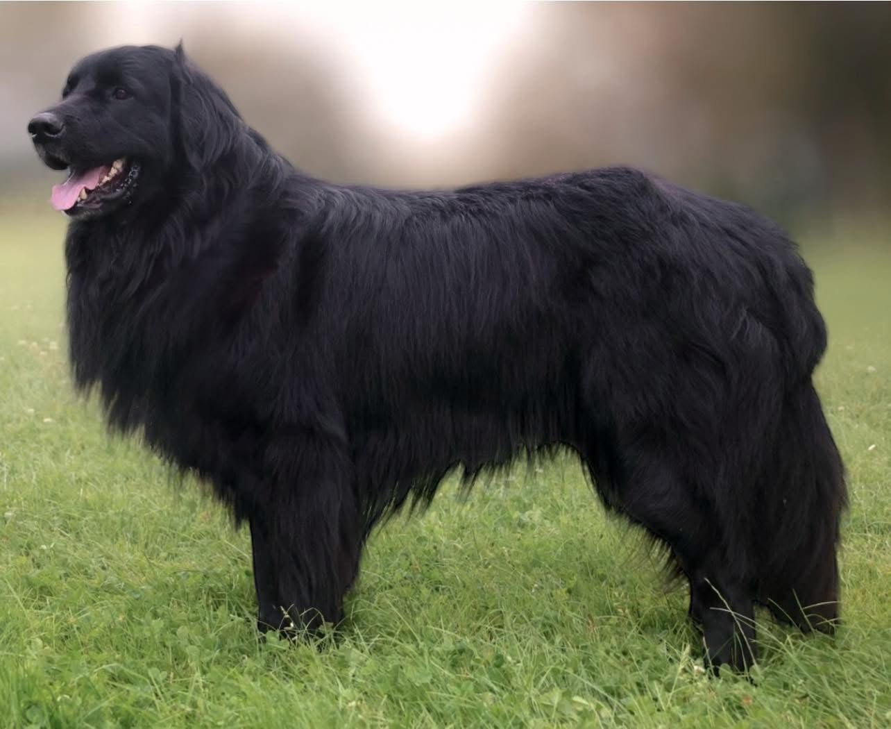 Bruno Z Divoke Tresnovky (dit « Hunter »)