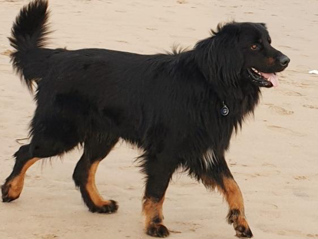 Murphy des Trois Petits Diables