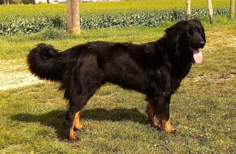 Onyx-Ayko des Trois Petits Diables