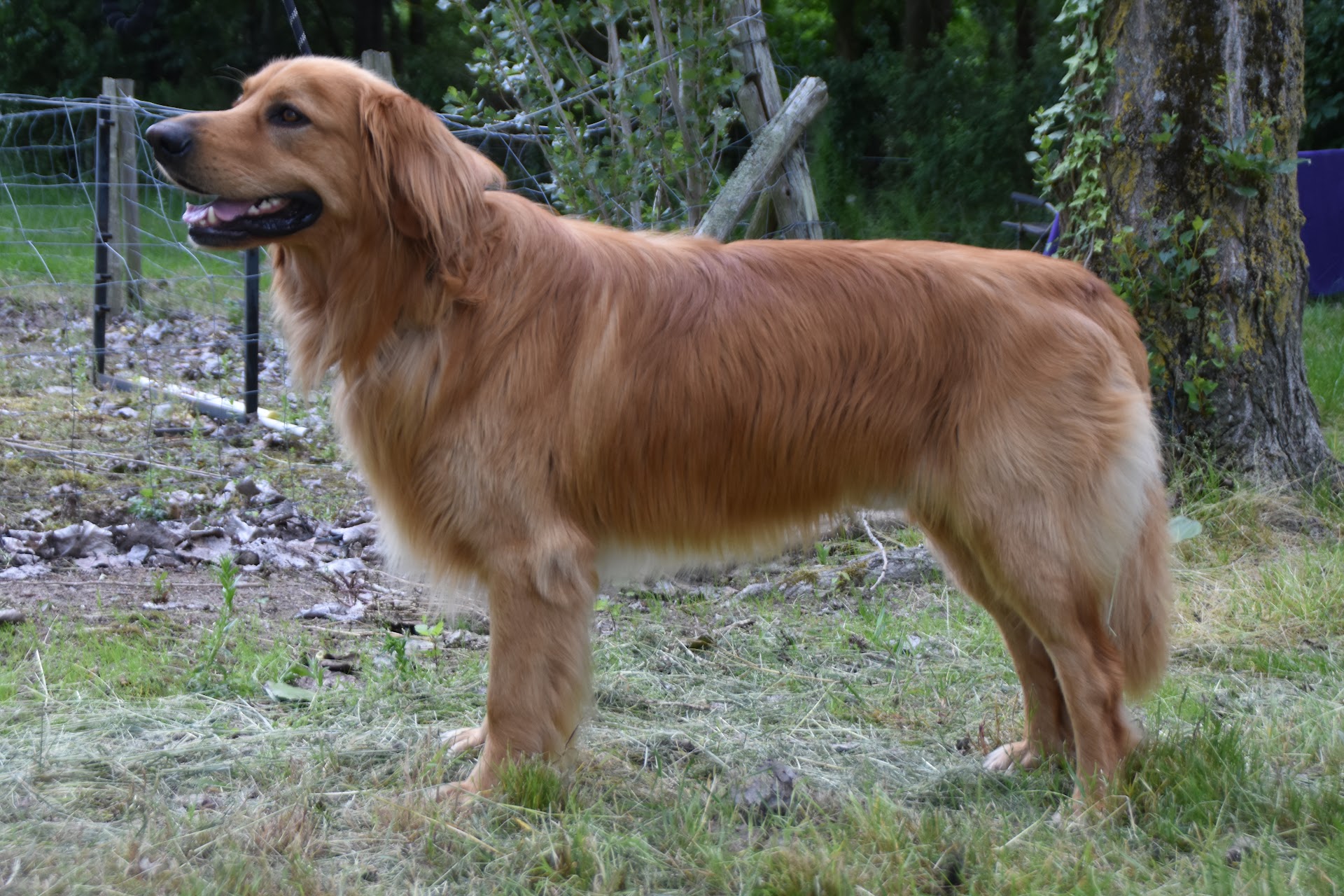 Orka des Landes de Kerloggan