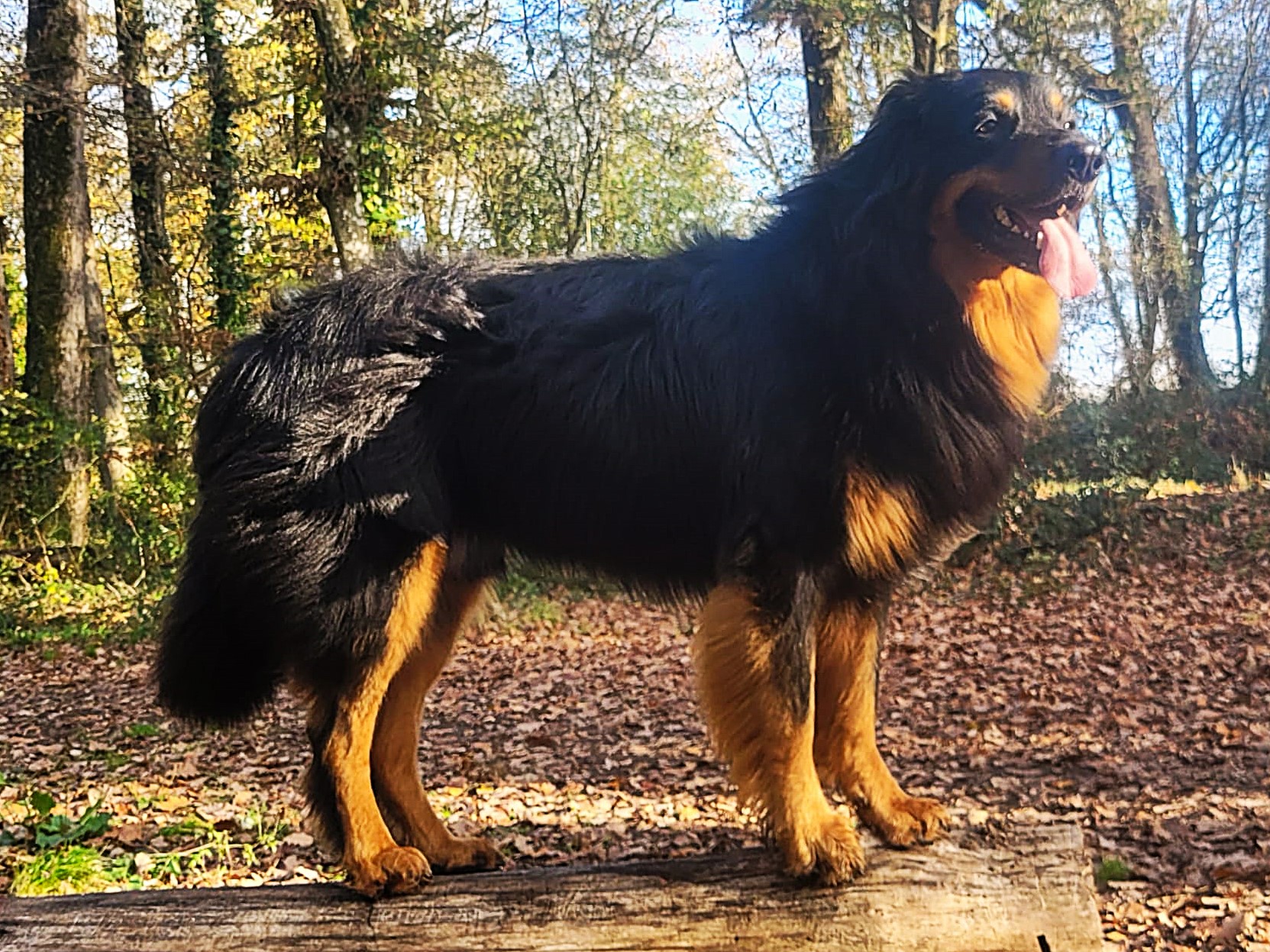 Sunny des Trois Petits Diables