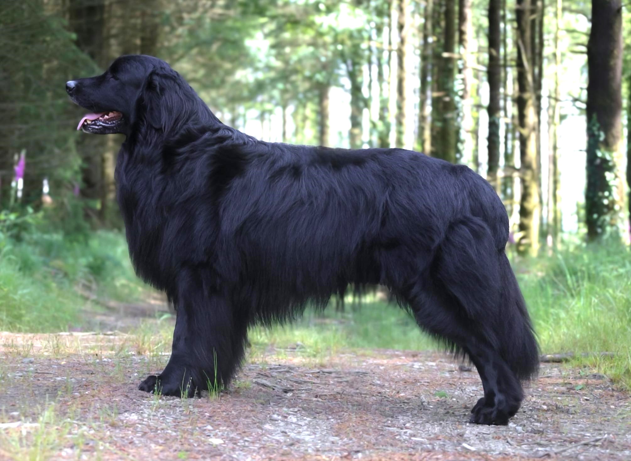 Bruno Z Divoke Tresnovky (dit « Hunter »)