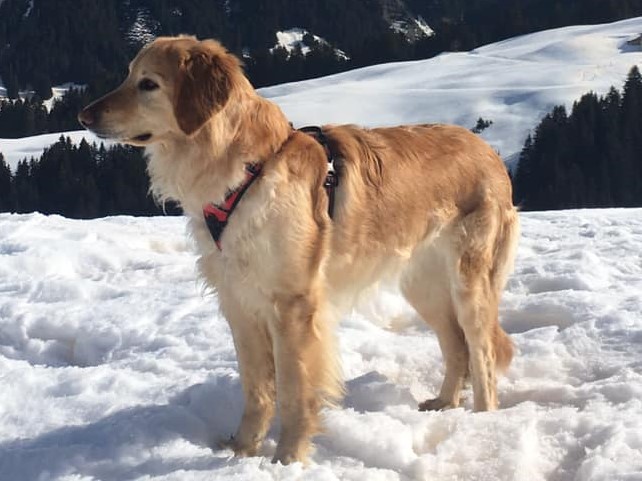 Ozma de l’Emeraude des Alpes