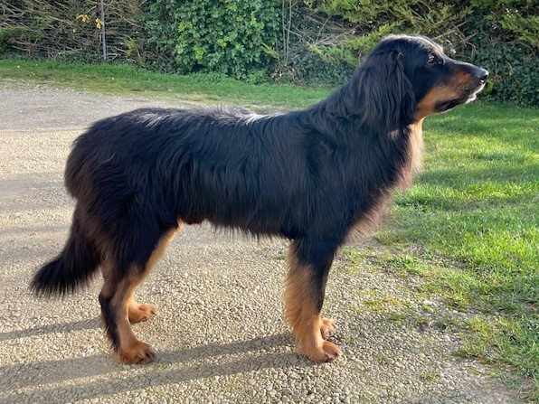 Pepper des Landes de Kerloggan