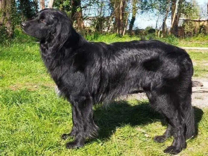 Sirius de l’Emeraude des Alpes