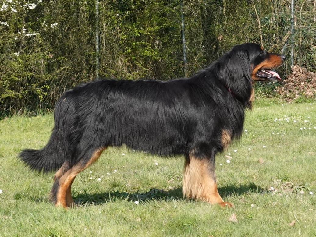 Sunny des Trois Petits Diables