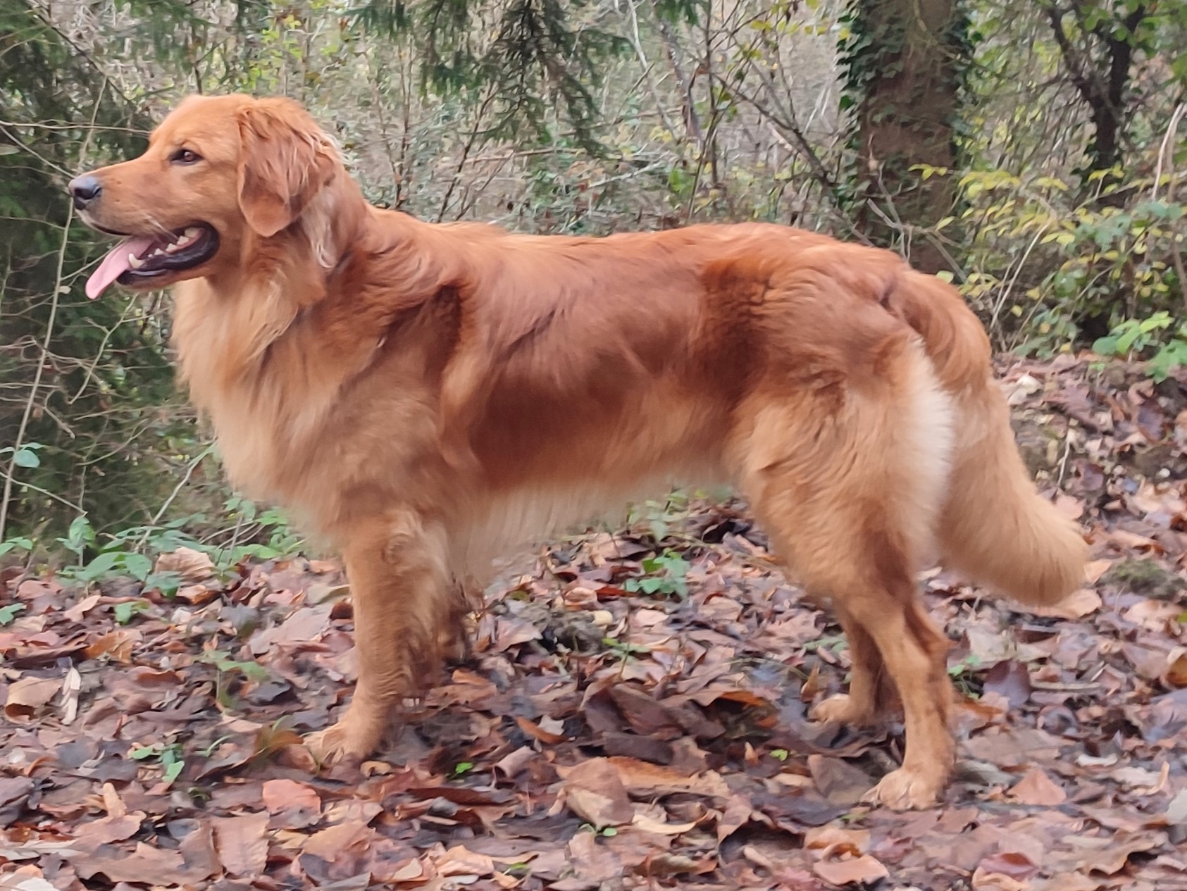Uman de l’Emeraude des Alpes