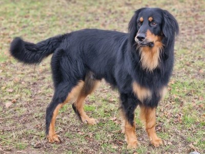 Pusztai-Pandur Zadig