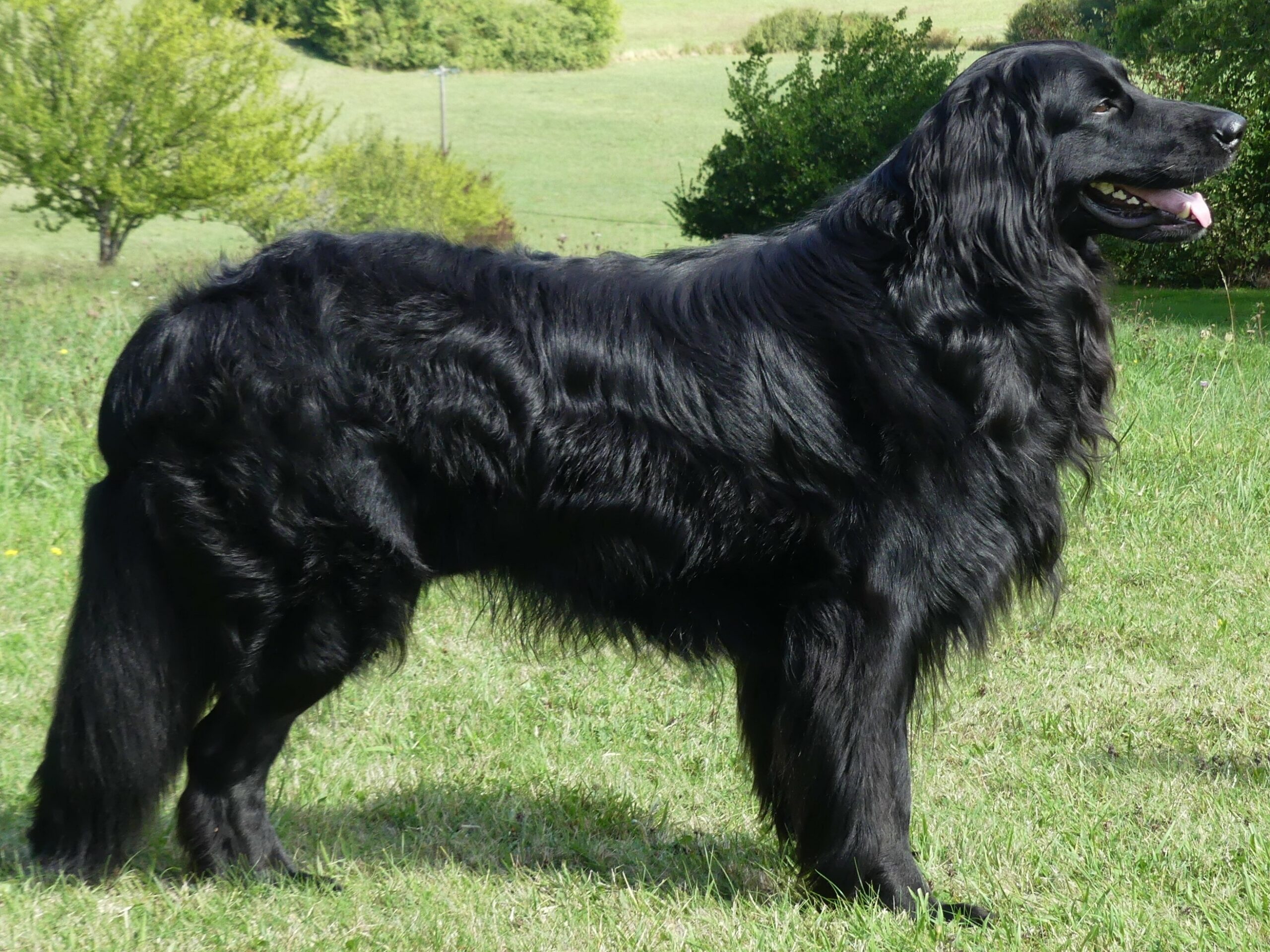 Thot des Leus Altiers