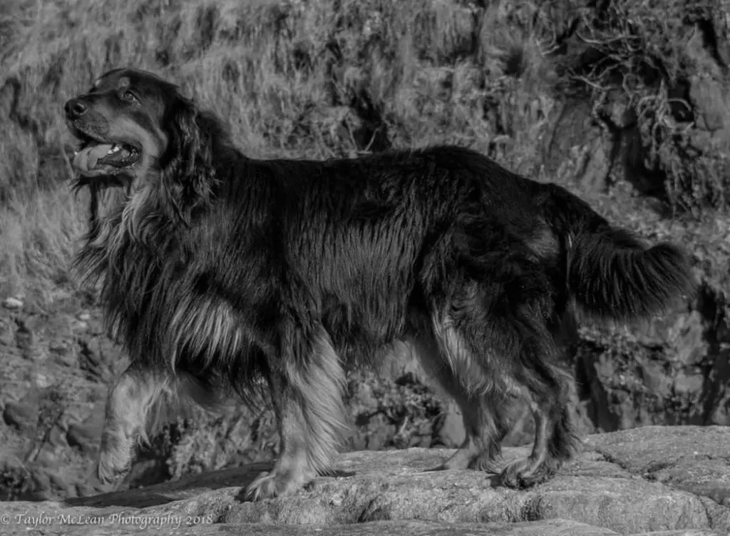 Happy du Pré de Califourny