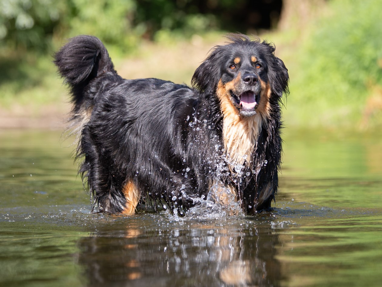 DES SENTINELLES DU CHATELARD