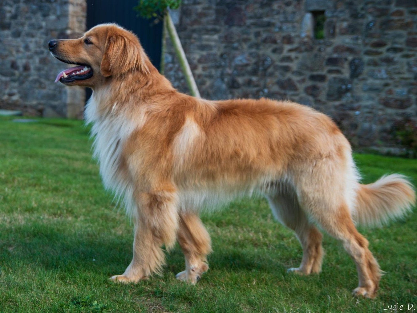 Ulys des Jardins de la Damoiselle