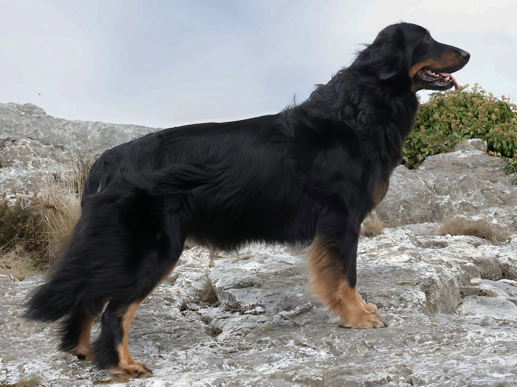 Enormous Walking Promise