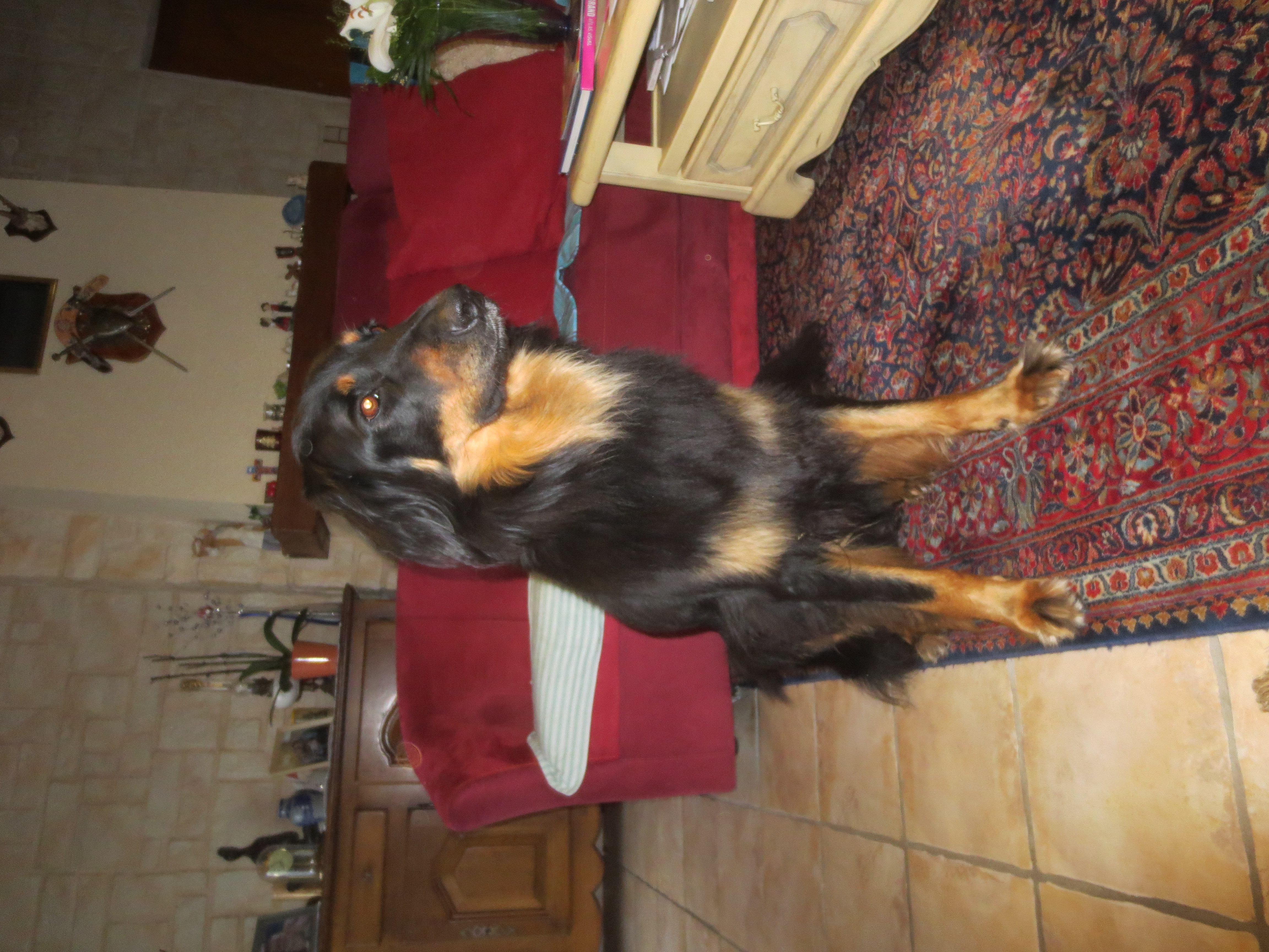 SOS Hovawart pour ULYSSE (Matata des Dunes)