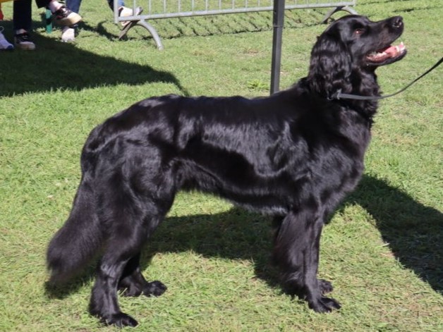 Sirrah des Leus Altiers