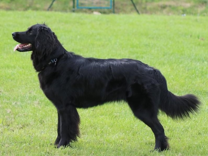 Sirrah des Leus Altiers