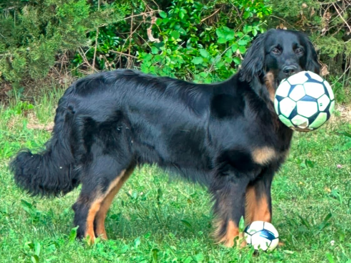 Ulysse-Coeur du Clos Chalandré