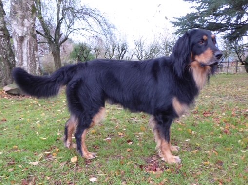 Pusztai-Pandur Zadig