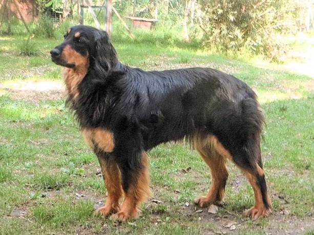 Vinnie l&rsquo;Oursonne des Bois de Piron